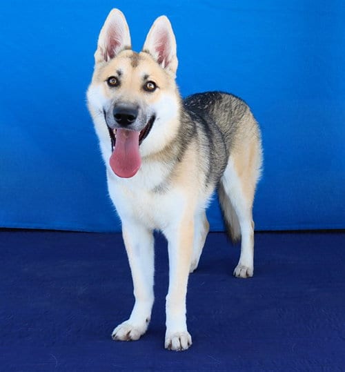 Photo of Nugget, adoptable German Shepherd Dog in Baldwin Park, California