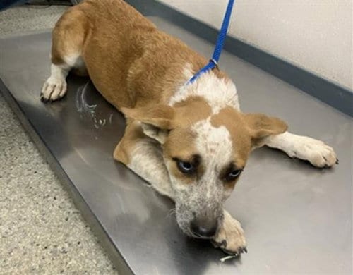 Photo of A256719, adoptable Queensland Heeler in Visalia, California