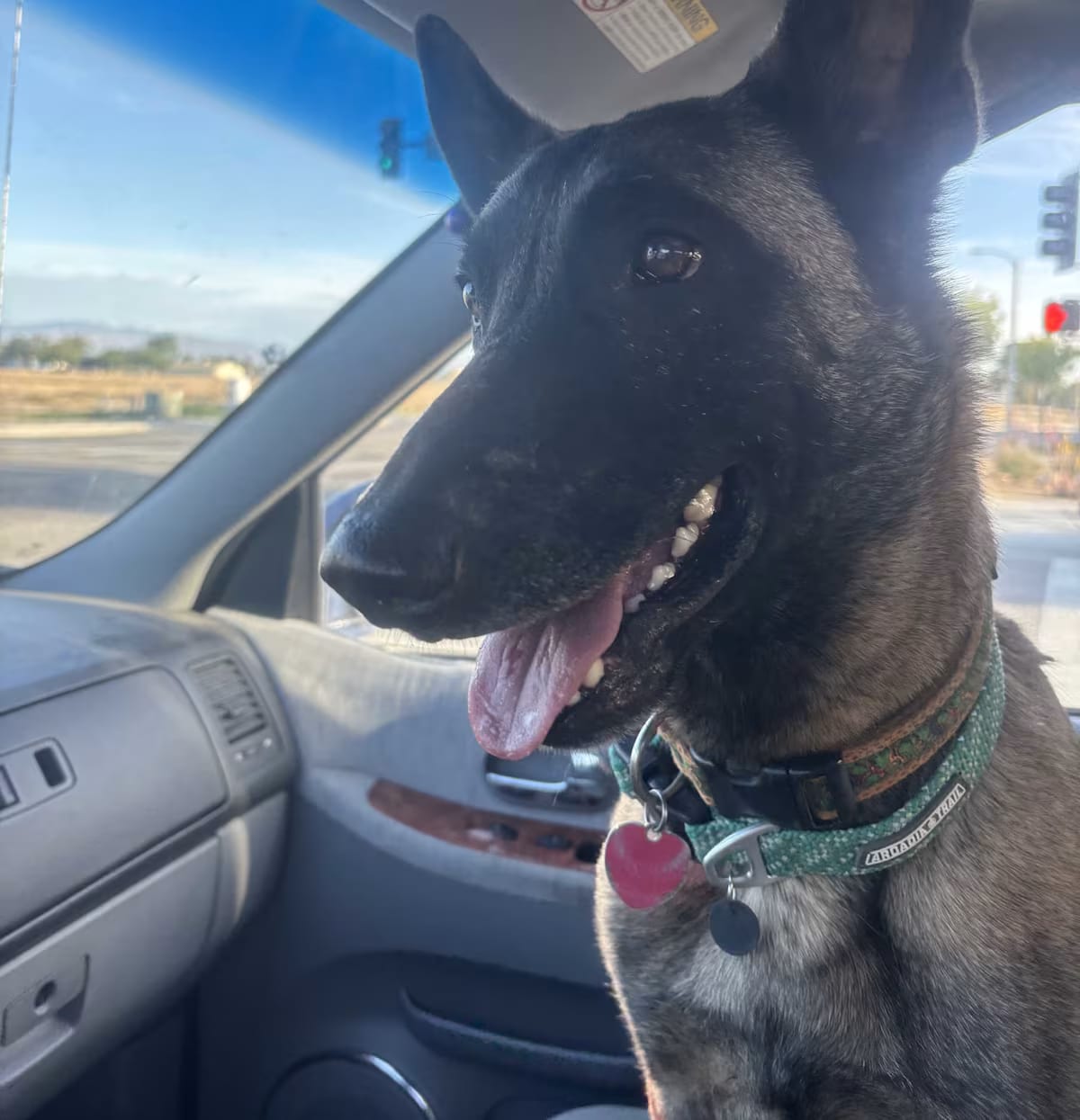 Photo of Diesel, adoptable Belgian Malinois in Lancaster, California