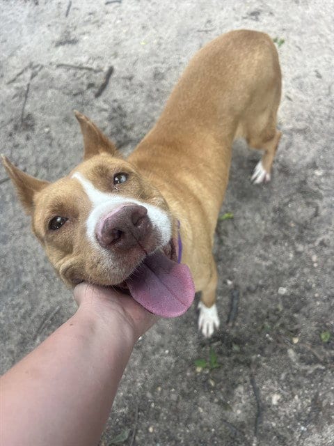 Photo of Dottie Hinson, adoptable Basenji in Waco, Texas