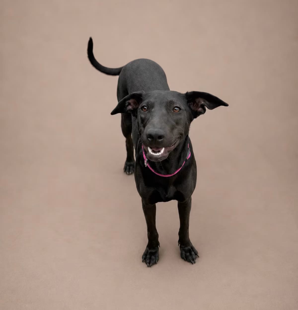 Photo of Betsy, adoptable German Shepherd Dog/Shar Pei in Perris, California