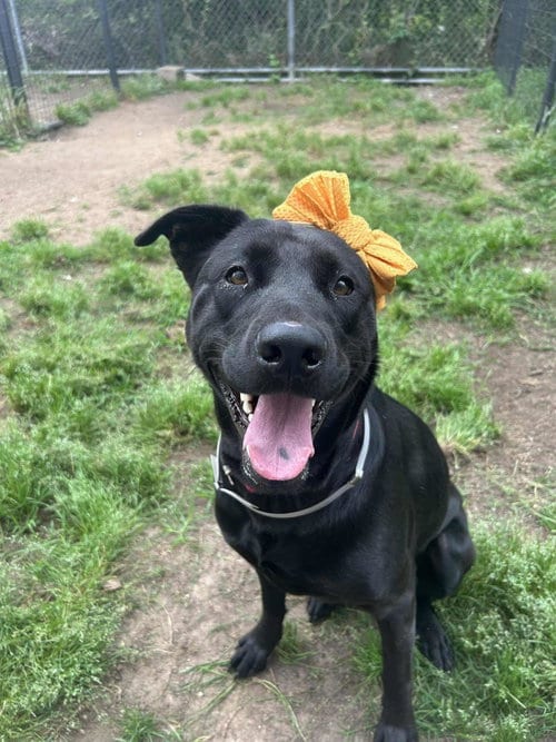 Photo of Analia, adoptable Labrador Retriever in Coldwater, Michigan