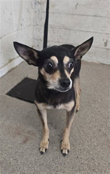 Photo of Patty, adoptable Chihuahua in San Bernardino, California