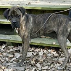 Photo of Bailey, adoptable Mastiff in Savannah, Missouri
