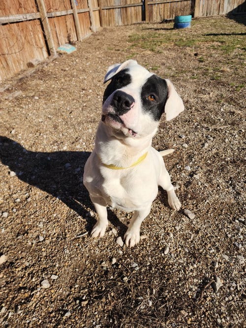 Photo of Tater, adoptable Pit Bull Terrier in Evansville, Indiana
