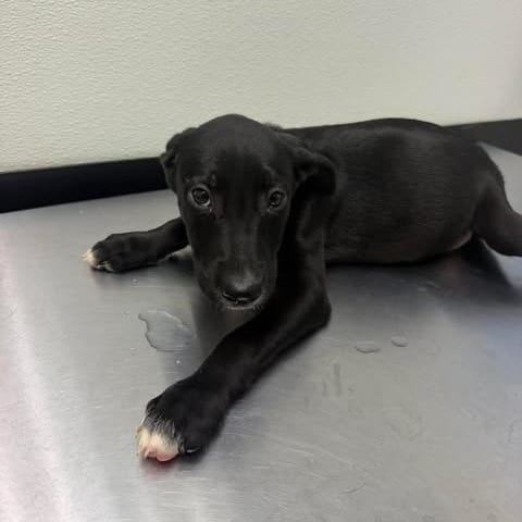 Photo of Yahtzee 26-08-056, adoptable Retriever, Labrador / Terrier, Pit Bull in Bastrop, Texas