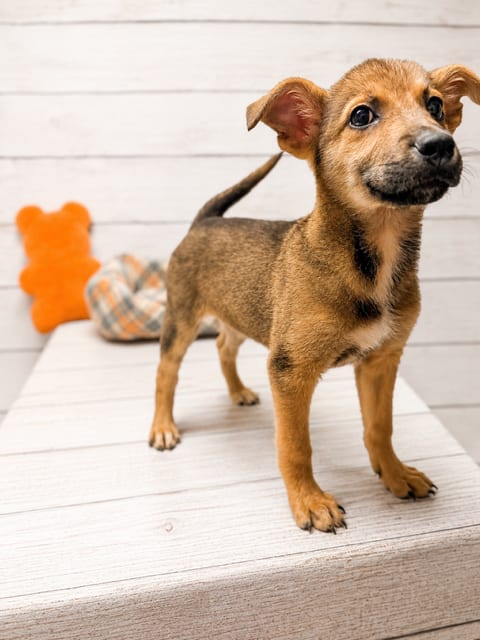 Photo of Ruby, adoptable Shepherd in Raleigh, North Carolina