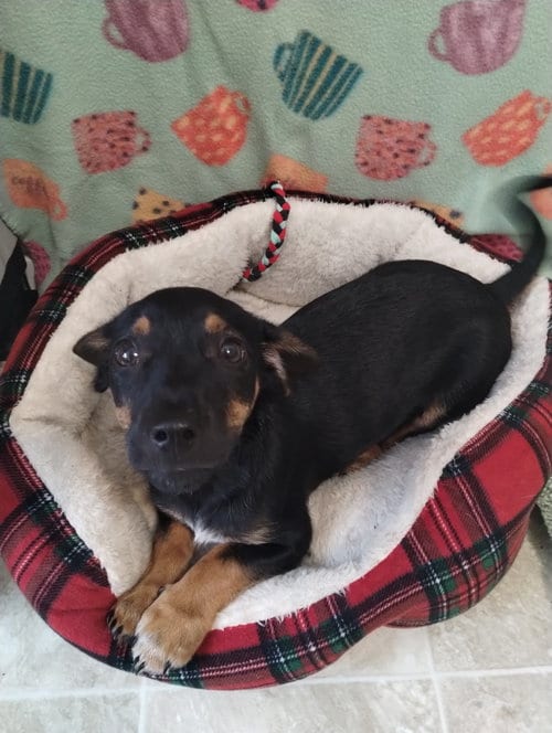 Photo of Remi, adoptable Dachshund in York, South Carolina