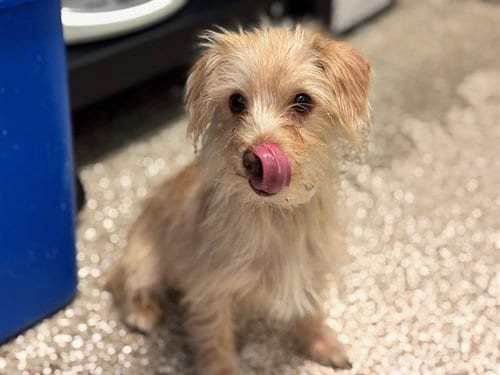 Photo of Caylee, adoptable Terrier in Pueblo, Colorado