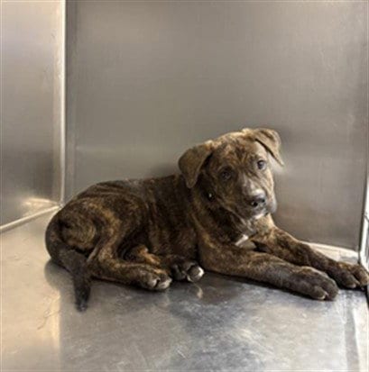 Photo of Storm, adoptable Pit Bull Terrier in Thousand Palms, California
