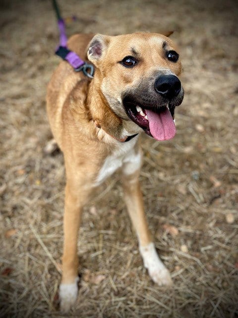 Photo of Linc, adoptable Belgian Shepherd Malinois in San Andreas, California
