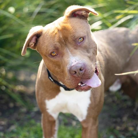 Photo of Fudge, adoptable Pit Bull Terrier in Camarillo, California