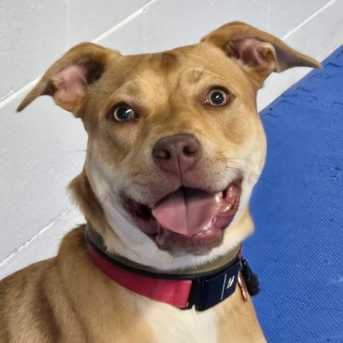 Photo of Harkin, adoptable Unknown breed (short coat) in Normal, Illinois