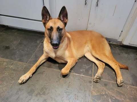 Photo of Maca" aka Macaroon - located in CA, adoptable Belgian Shepherd Malinois in Imlay City, Michigan