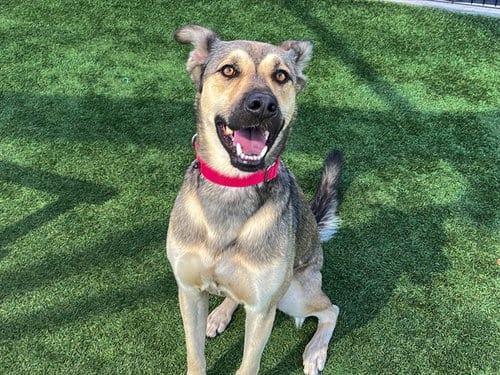 Photo of Haribo, adoptable German Shepherd Dog in Orange, California