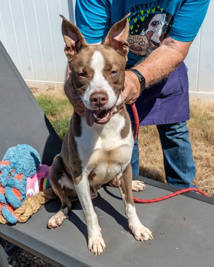 Photo of Arbor, adoptable dog in Chamblee, Georgia
