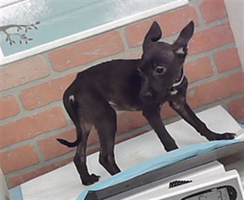Photo of A2098308, adoptable Staffordshire Bull Terrier in Houston, Texas
