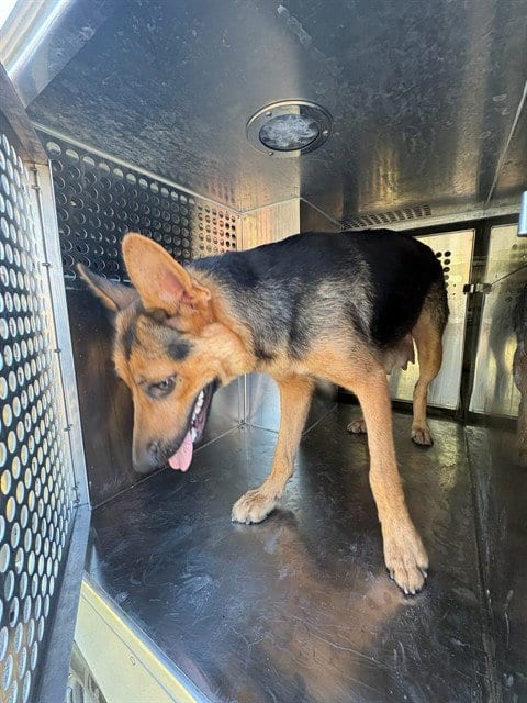 Photo of Maizy, adoptable German Shepherd Dog in Oklahoma City, Oklahoma