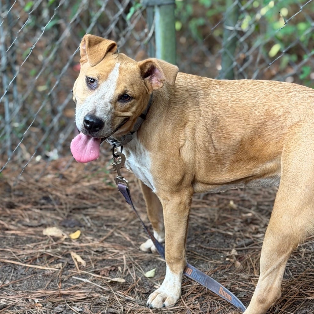 Photo of Latifa, adoptable Mixed Breed (Small) in Summerville, South Carolina