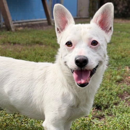Photo of Snowy, adoptable Terrier in Oakland, California