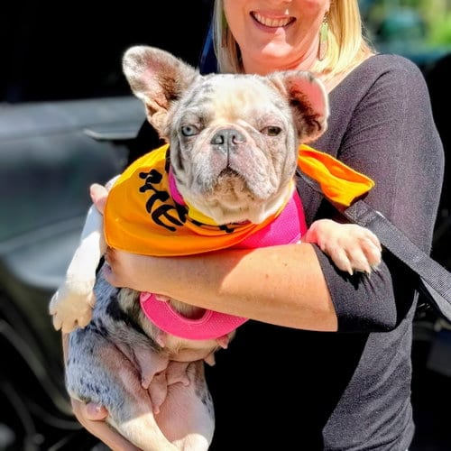 Photo of Miley, adoptable French Bulldog in Oakland, California