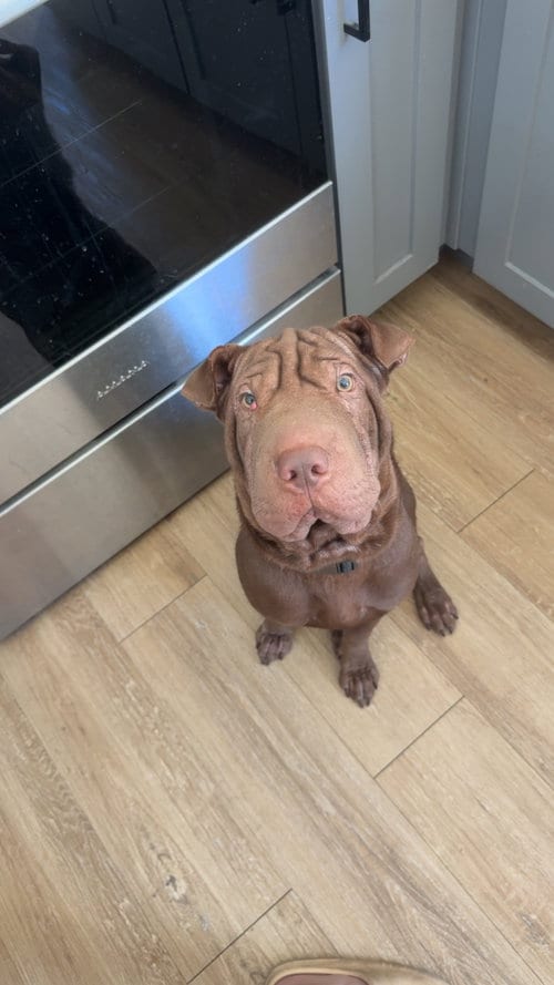 Photo of Hoshi, adoptable Chinese Shar-Pei in Tucson, Arizona