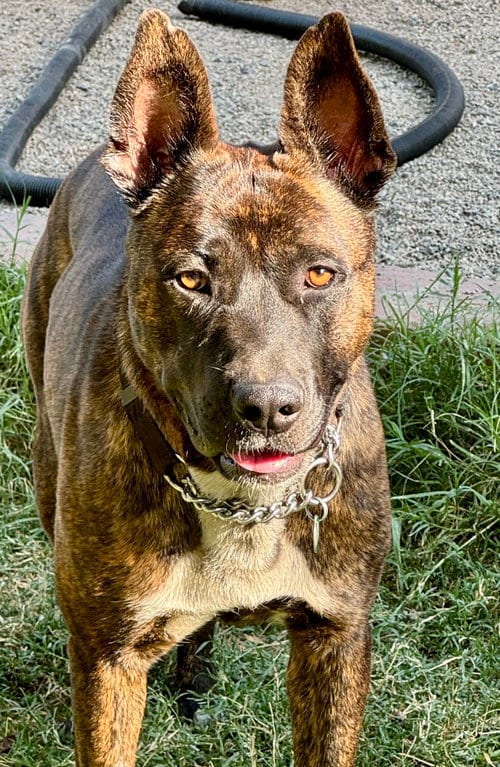 Photo of Buddy, adoptable American Bulldog in Lake Elsinore, California