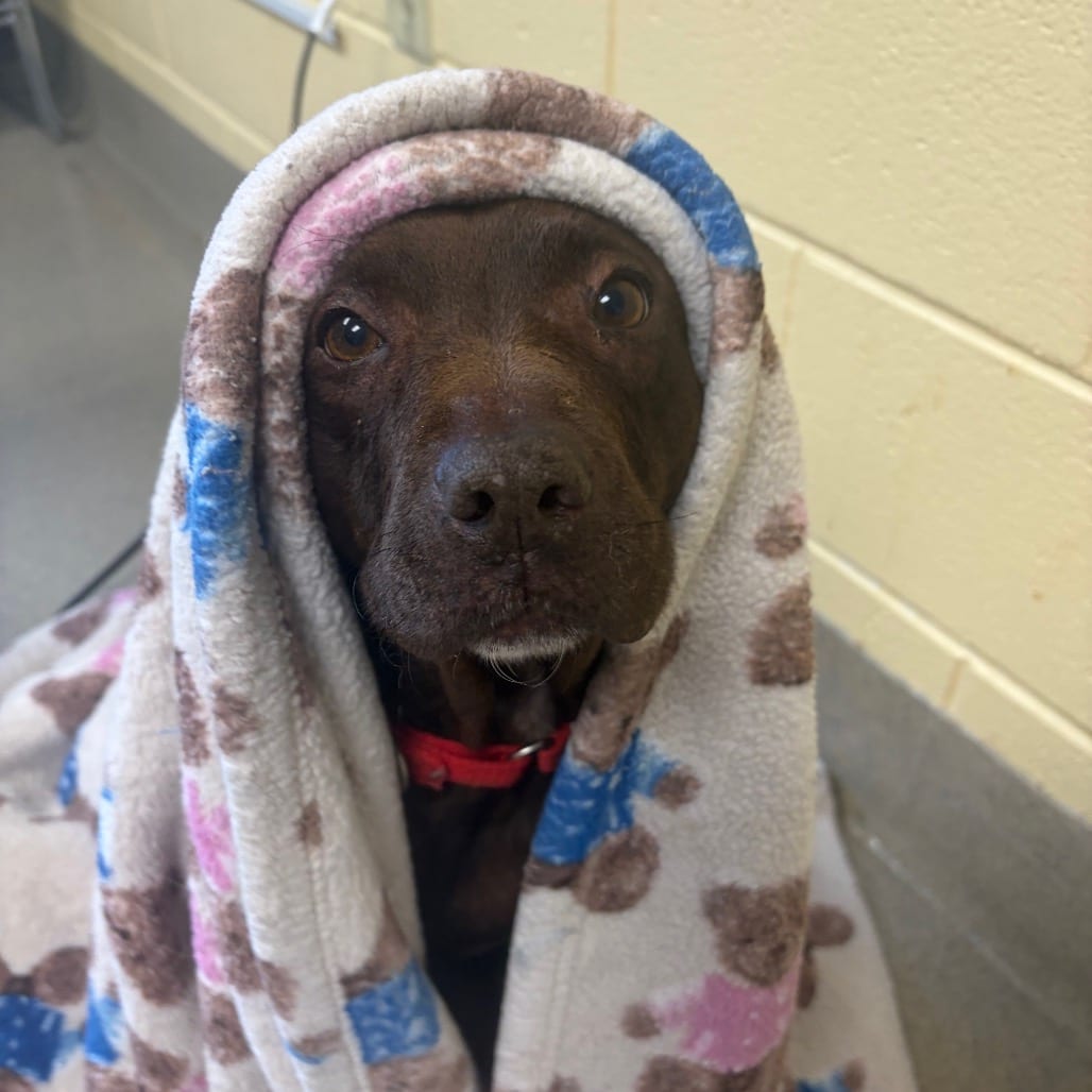 Photo of Brownie, adoptable Mixed Breed (Large) in Fredericksburg, Virginia