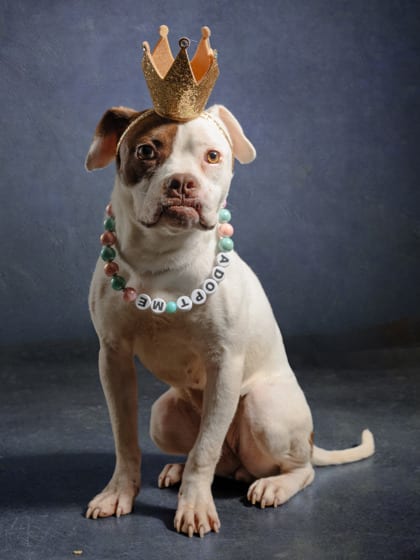 Photo of She's A Doll, adoptable dog in Atlanta, Georgia