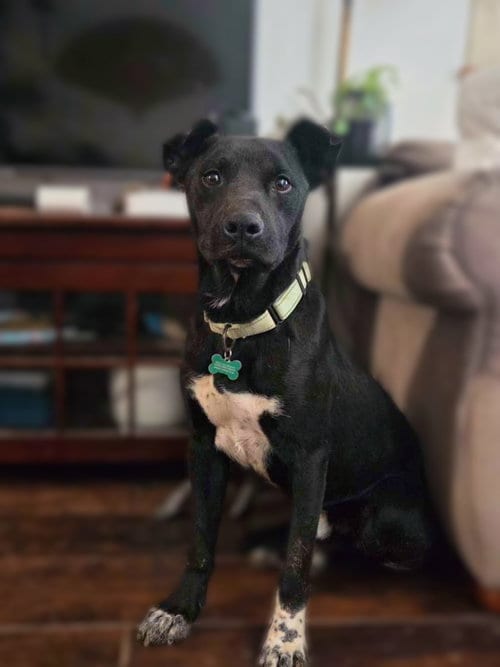 Photo of Pierce, adoptable American Pit Bull Terrier in Yreka, California