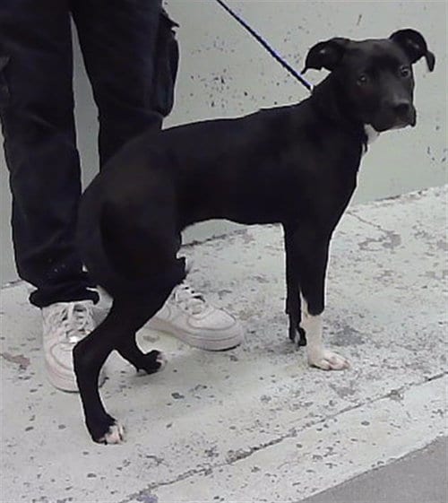 Photo of Sandy, adoptable Staffordshire Bull Terrier in Houston, Texas