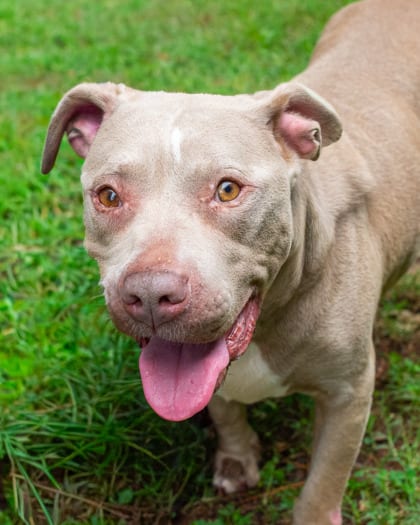 Photo of Pavlova, adoptable dog in Chamblee, Georgia