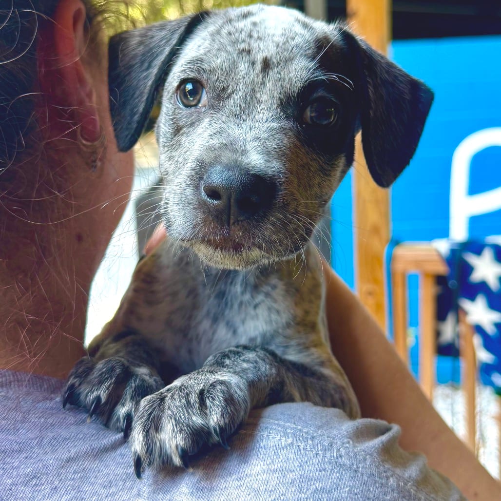 Photo of King Bumi, adoptable Mixed Breed (Medium) in Decatur, Georgia
