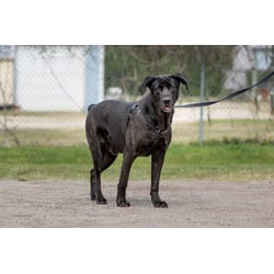 Photo of Bishop, adoptable Cane Corso in Port St. Joe, Florida