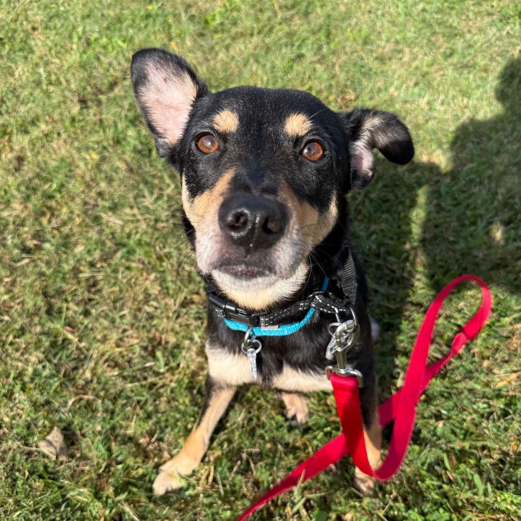 Photo of Bridgette, adoptable Pinscher, Miniature / Mixed Breed (Medium) in Fairfax Station, Virginia