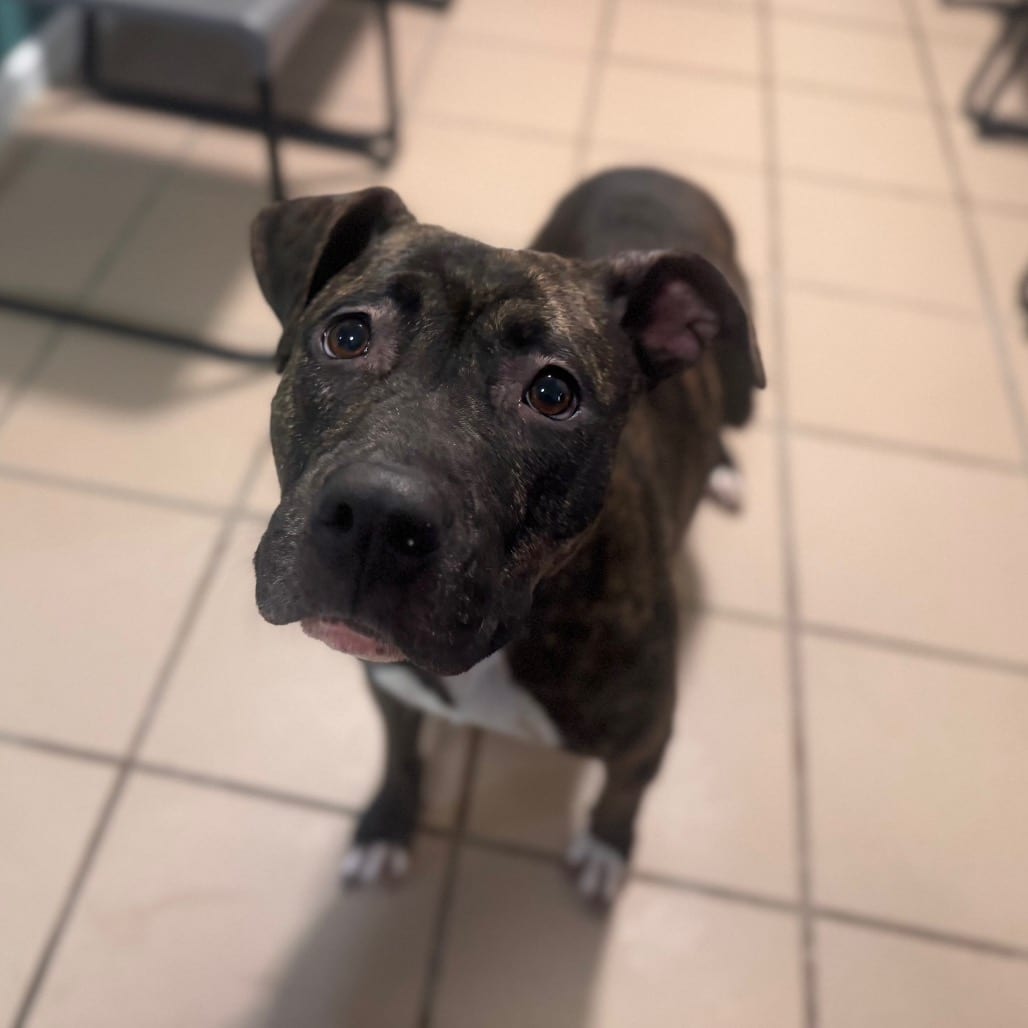 Photo of China, adoptable Hound / Mix in Starkville, Mississippi