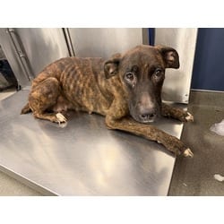 Photo of Chiqi, adoptable Terrier (Unknown Type, Medium) in Doral, Florida