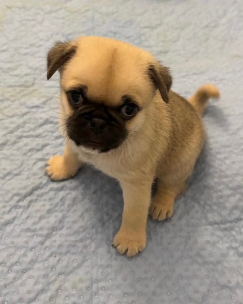 Photo of Winston, adoptable Pug in Corona, California