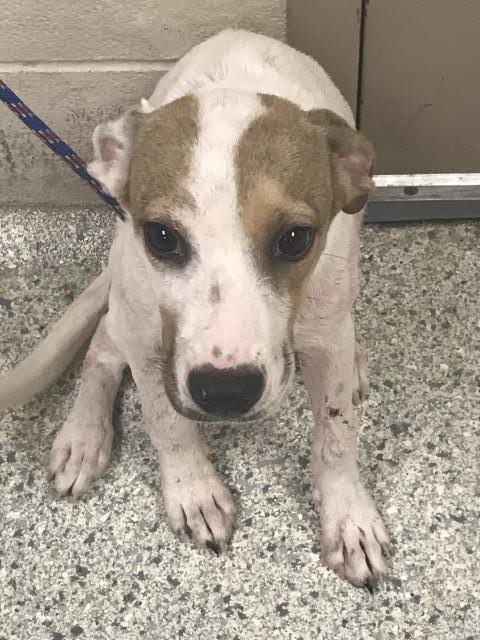Photo of A430953, adoptable Labrador Retriever in Conroe, Texas