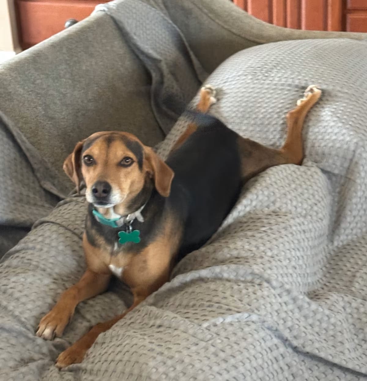 Photo of Bailey, adoptable Beagle/Labrador Retriever in Southington, Connecticut