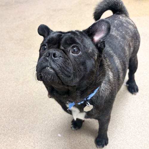 Photo of Fester, adoptable Pug in Aurora, Colorado