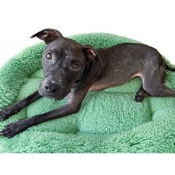 Photo of Flounder, adoptable American Staffordshire Terrier in Ft Lauderdale, Florida