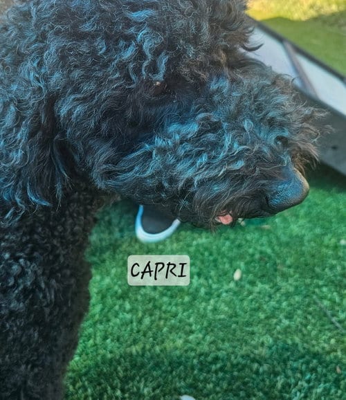 Photo of Capri 1536, adoptable Golden Retriever in Bonita Springs, Florida