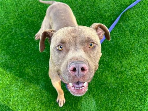 Photo of Duffy, adoptable Pit Bull Terrier in Martinez, California