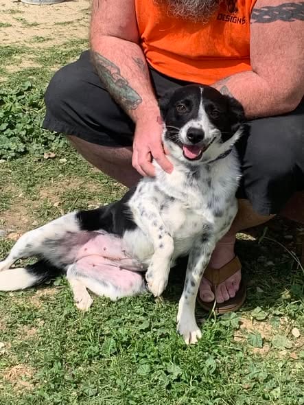 Photo of Dotti, adoptable Australian Shepherd in Fairfield, Illinois