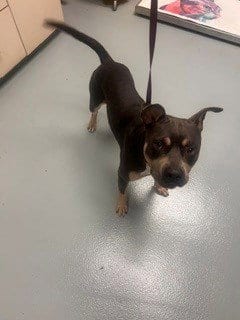 Photo of Lucas, adoptable Staffordshire Bull Terrier in St. Cloud, Florida