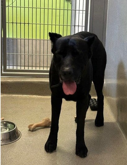 Photo of Vader, adoptable Cane Corso Mastiff in Rancho Cucamonga, California