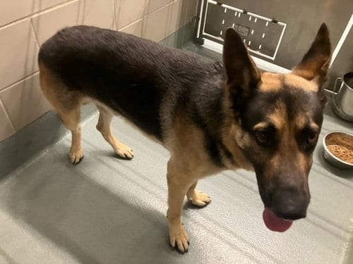 Photo of Bobobo, adoptable German Shepherd Dog in Baytown, Texas