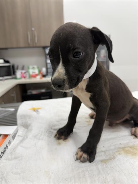 Photo of Termite, adoptable Pit Bull Terrier in Baytown, Texas