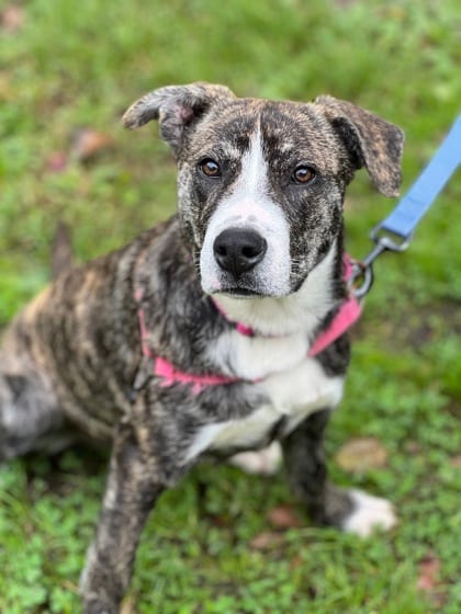 Photo of Rosa, adoptable Terrier, Pit Bull/Mix in Annapolis, Maryland